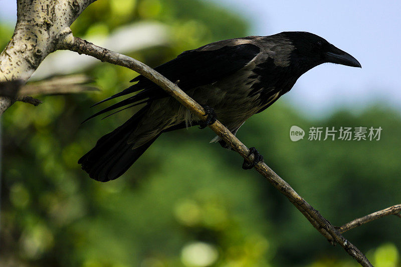 黑乌鸦