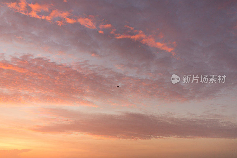 鸟儿在柔和的天空中飞翔