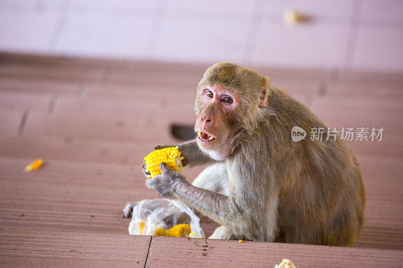 缅甸:恒河猕猴