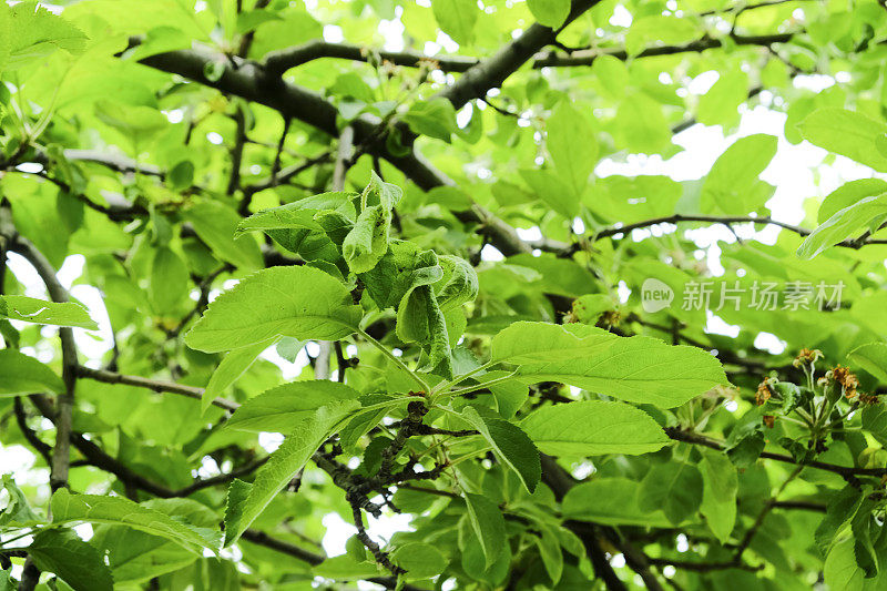 靠近苹果树枝