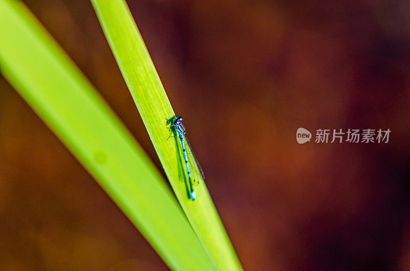 蜻蜓在里德