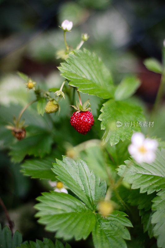 森林中的野生草莓
