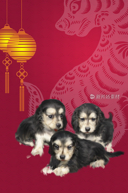 狗年,新年,春节,腊肠犬