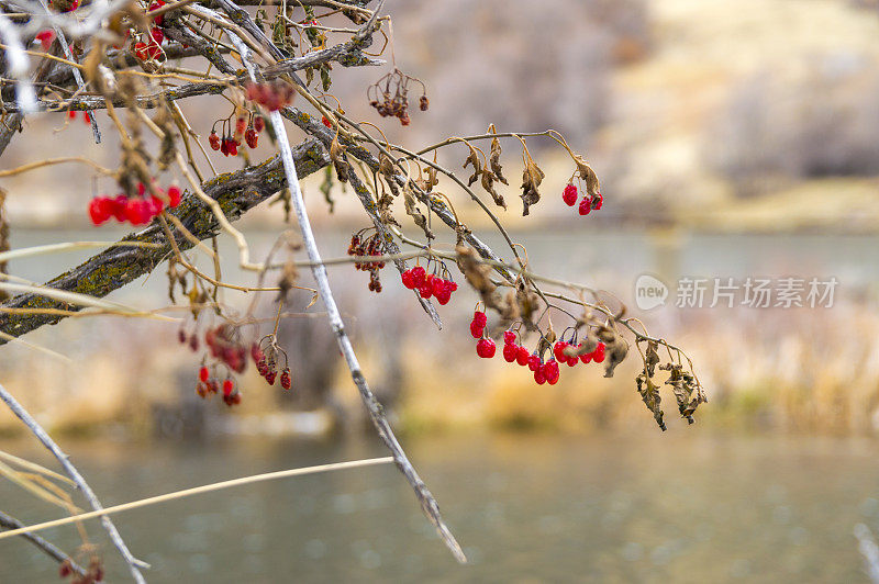 秋冬场景中，干灌木上的鲜红浆果