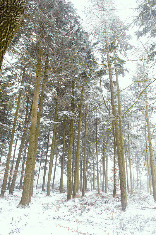 下雪的森林