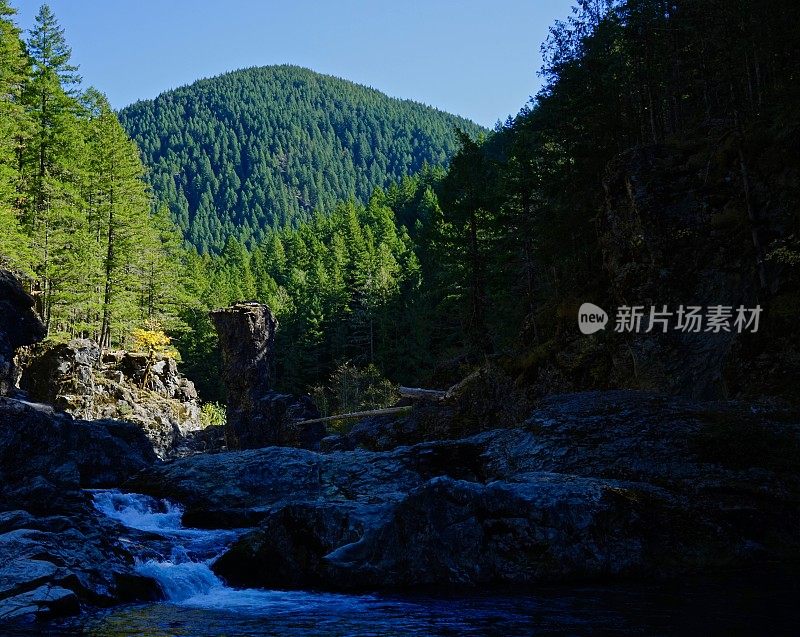 俄勒冈州拯救雨林