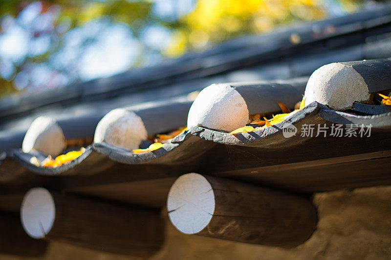 韩国瓦屋顶上的落叶