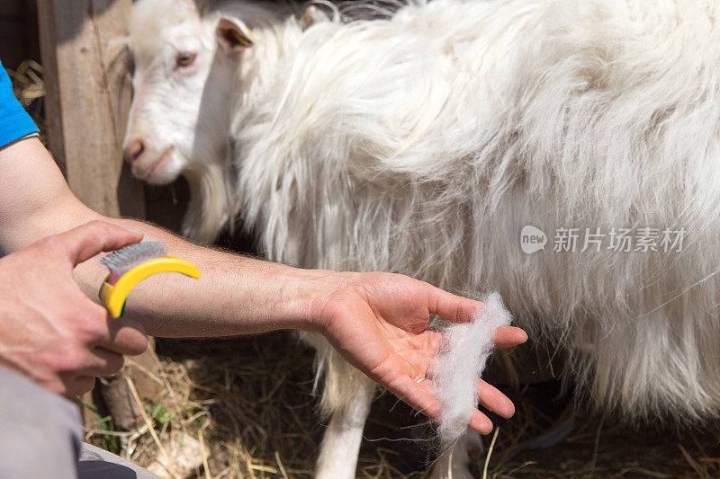 cachemire山羊羊绒。克什米尔山羊毛是真正的，梳过的。用刷子和梳子把动物的毛精梳成羊毛