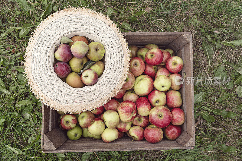 装满新鲜苹果的盒子。
