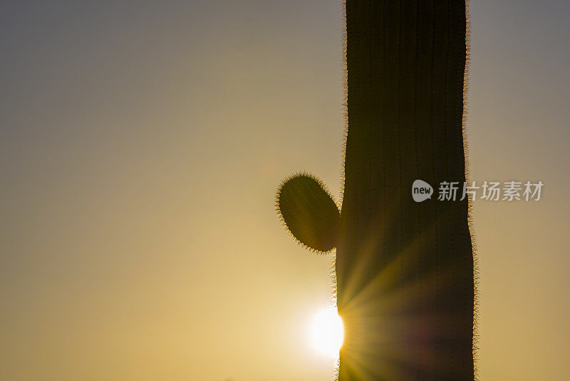 日落时分的仙人掌