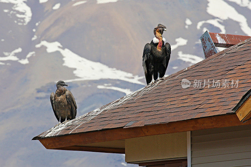 野生安第斯秃鹰栖息在智利安第斯山脉的屋顶上
