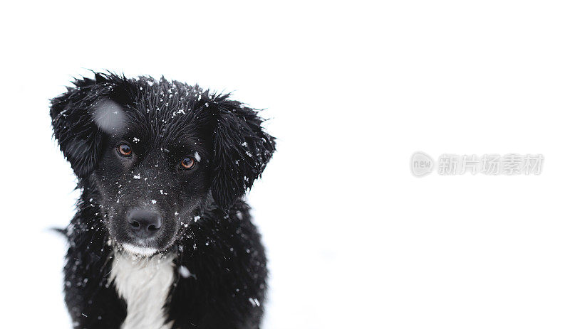 小狗在雪中玩耍