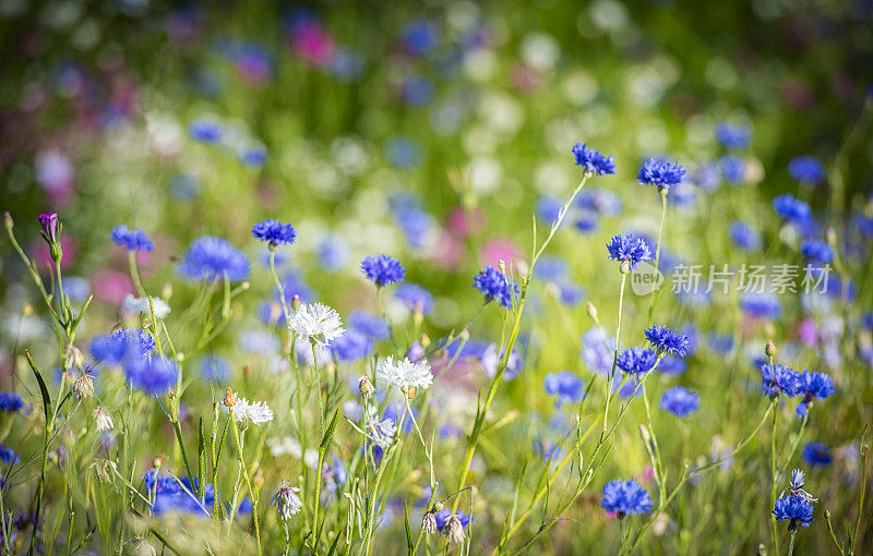 蓝色矢车菊在野花草地上