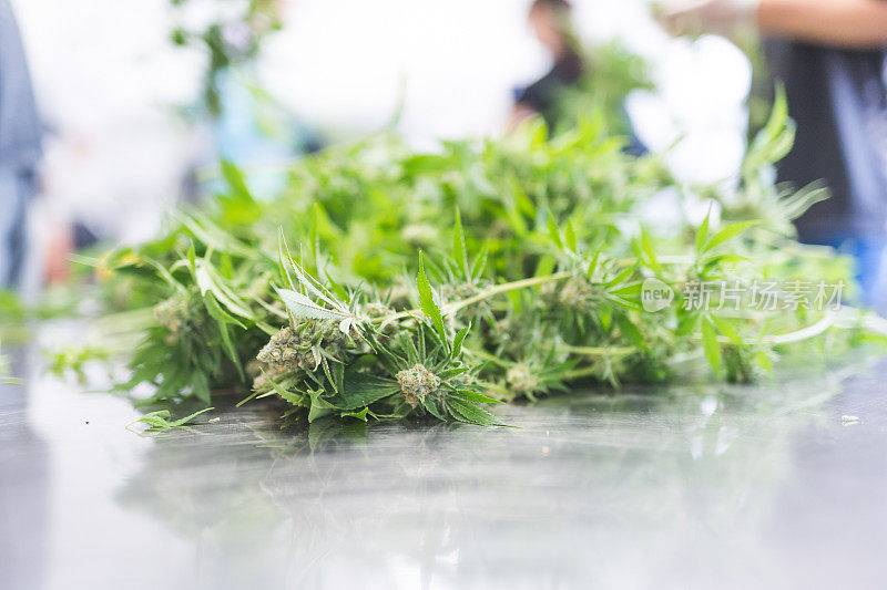 在种植设施中修剪的大麻植物