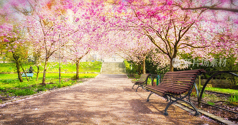樱花盛开的公园