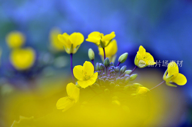 油菜花领域