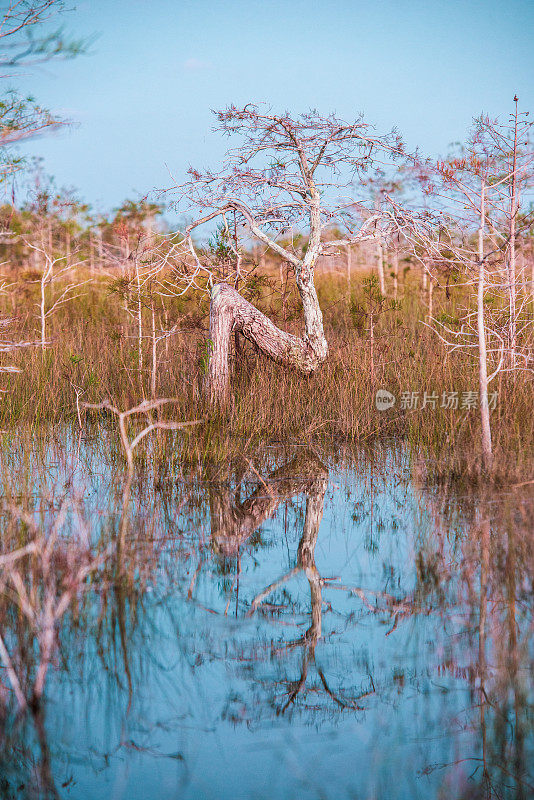 美国佛罗里达州的大沼泽国家公园矮柏树