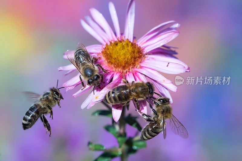 蜜蜂在米迦勒菊上