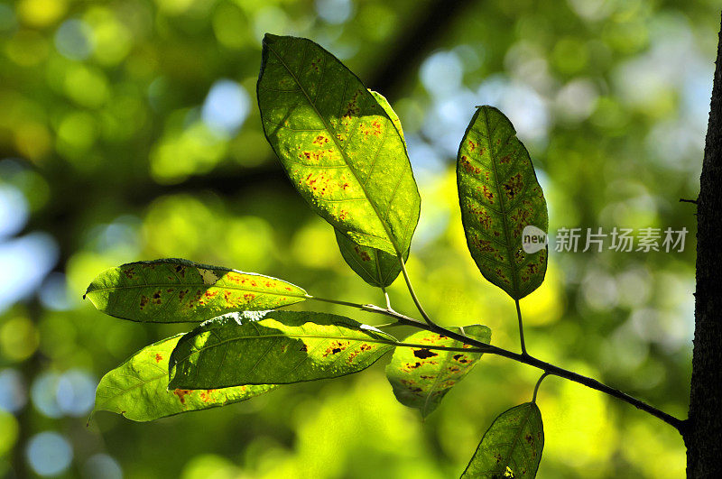 阳光下的绿叶特写