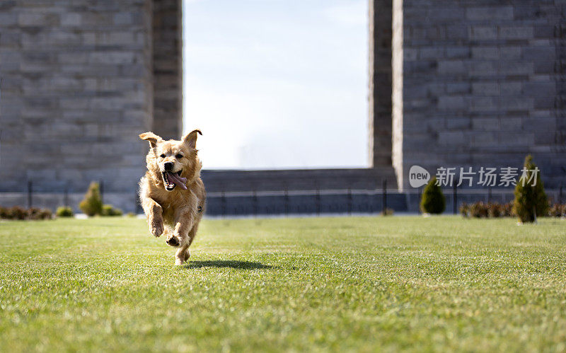 可爱的金毛猎犬奔向相机