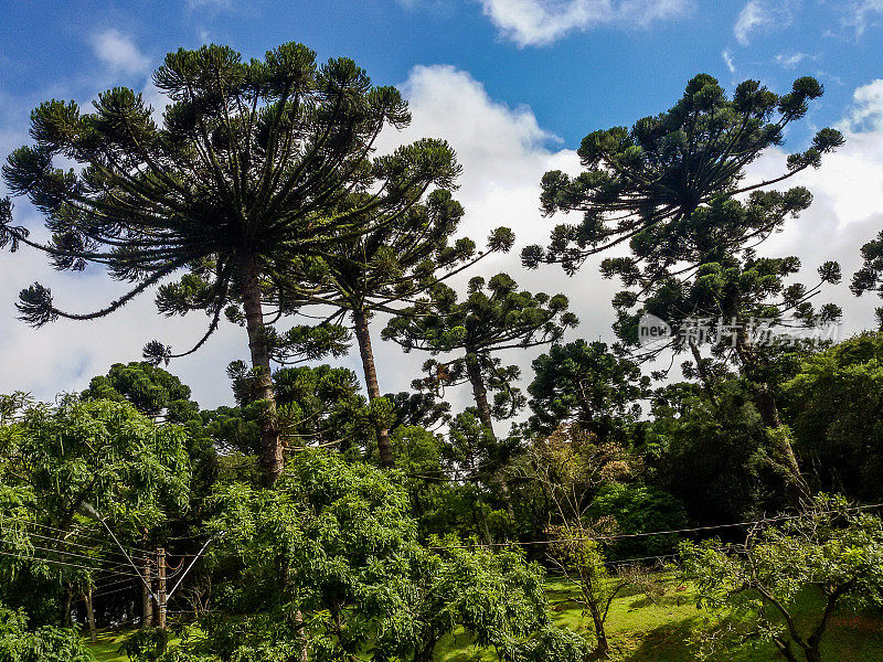 Curitiba-Paraná-Curitiba植物园