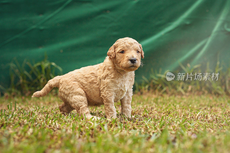 澳大利亚拉布拉多犬幼犬探索新环境