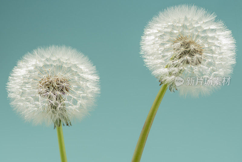 蒲公英种子头特写