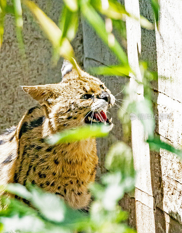 薮猫大猫