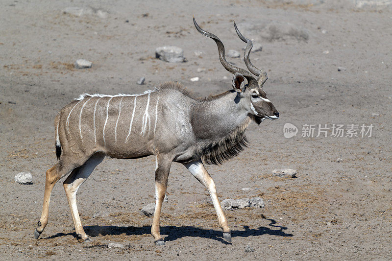 年长的男性捻角羚。Etosha国家公园，纳米比亚