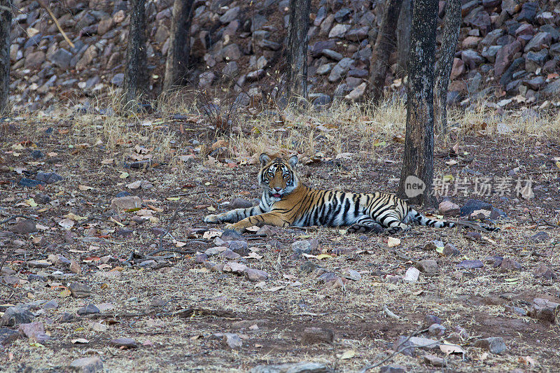 孟加拉虎，Ranthambore，印度。