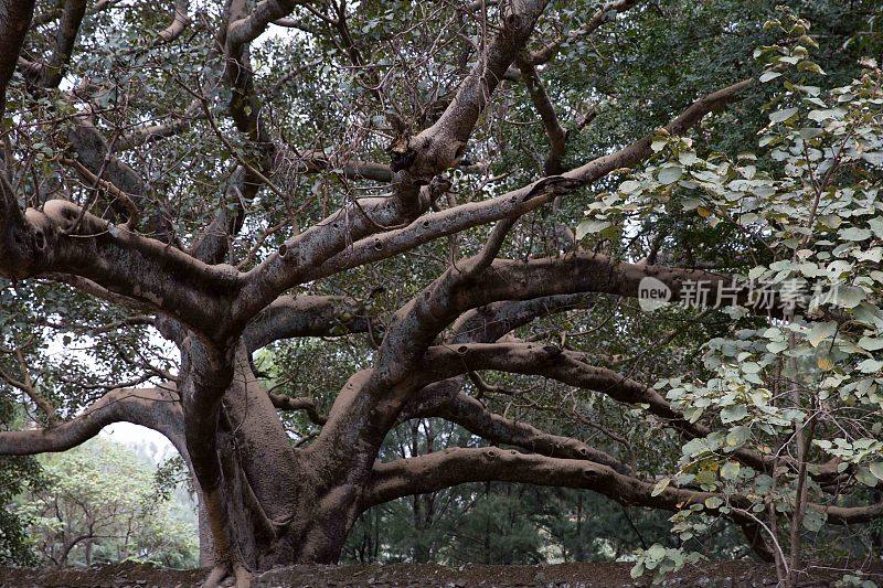 非洲树