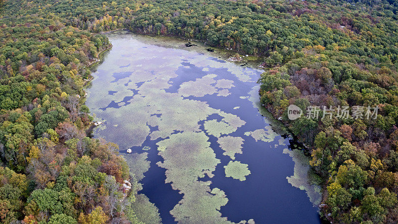 鸟瞰图:荒野湖泊中的睡莲叶子在秋季过度生长