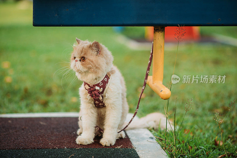 猫的肖像被主人绑在操场的跷跷板上