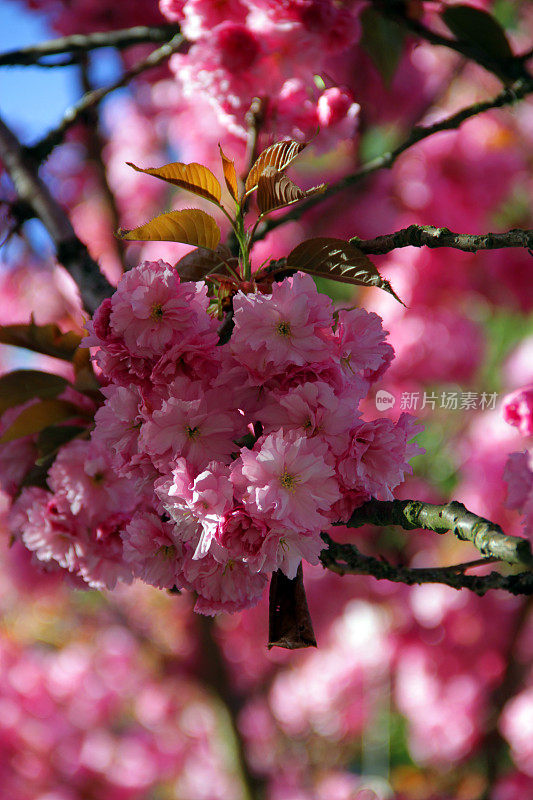 束鲜花