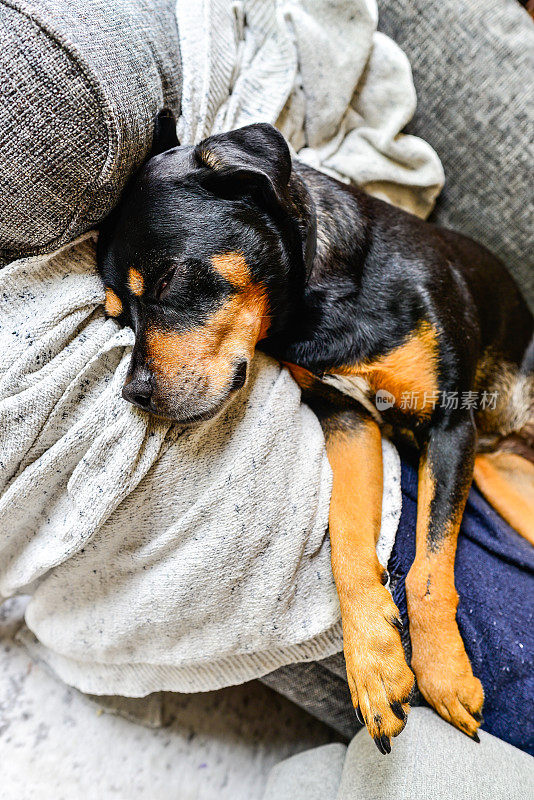 罗威纳犬懒洋洋地躺在室内沙发上，伸直双腿