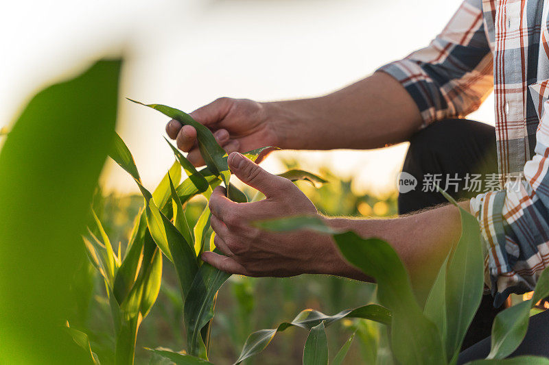 男性农民在田里检查玉米秆叶子