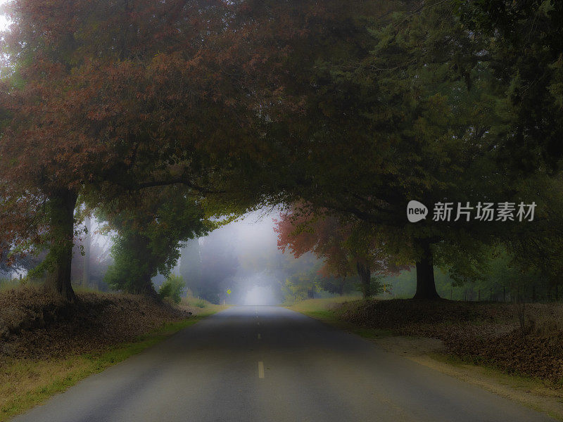 秋天的树木在乡间道路上形成了一个拱门