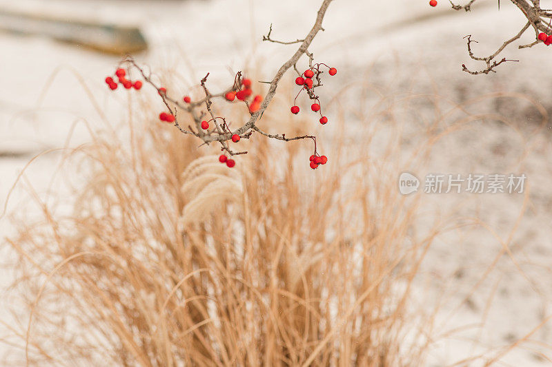 2022年12月，俄亥俄州奇利科特一个明亮的雪天，奇思妙想的雪潘帕斯草和红莓树枝