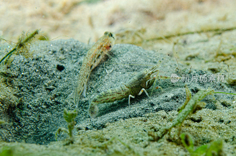 沙虾和橙斑虾虎鱼