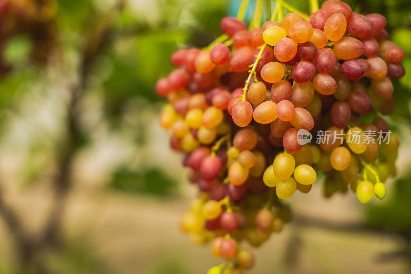 灌木上的红葡萄。成熟多汁的夏季浆果。生态农场。可持续发展。健康食品。素食者。可持续性