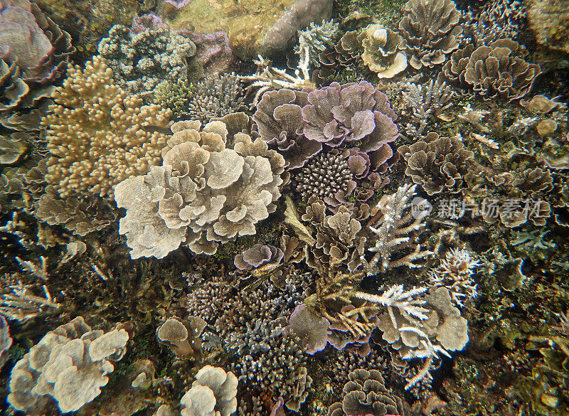 许多各种各样的珊瑚