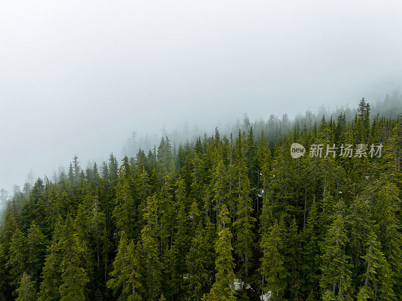 雾蒙蒙的森林的鸟瞰图