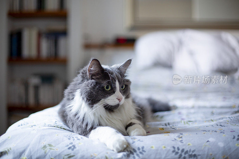 一只灰色的猫躺在床上