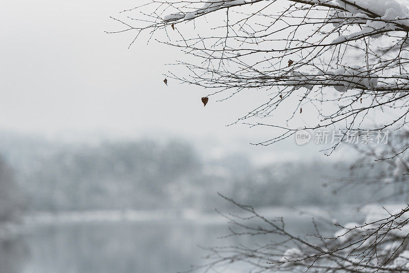 雪覆盖了湖边光秃秃的树