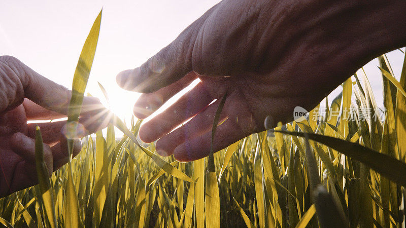 农民在春天日落时检查小麦作物。