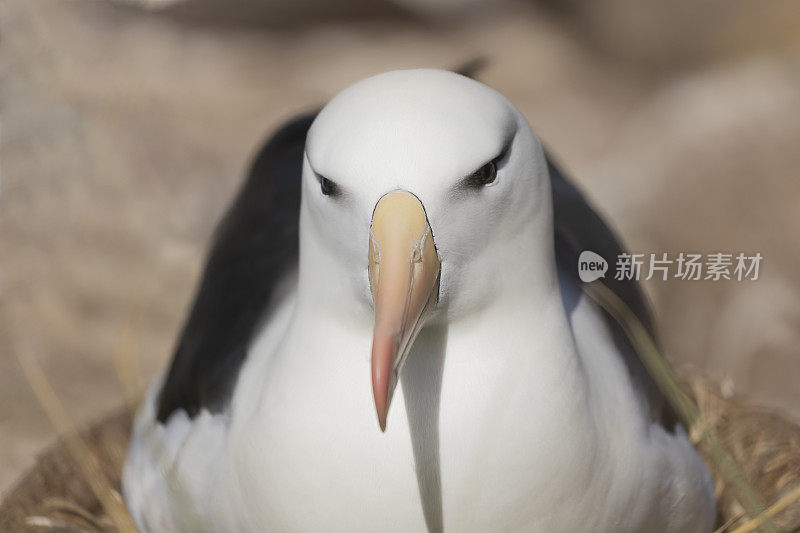 黑眉信天翁，黑眉信天翁，福克兰群岛