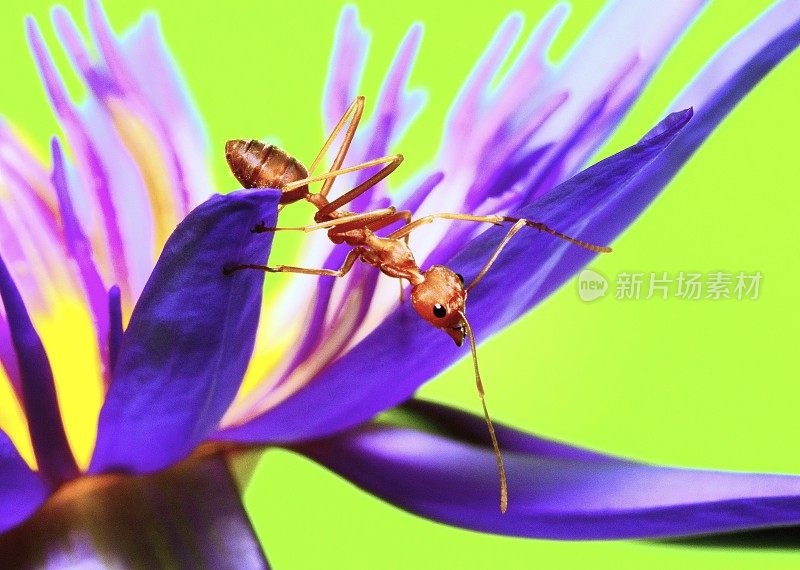 蚂蚁攀爬睡莲的花瓣和花粉的绿色背景。