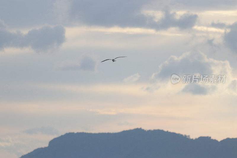 日落时海鸥在海面上对着天空飞行的风景