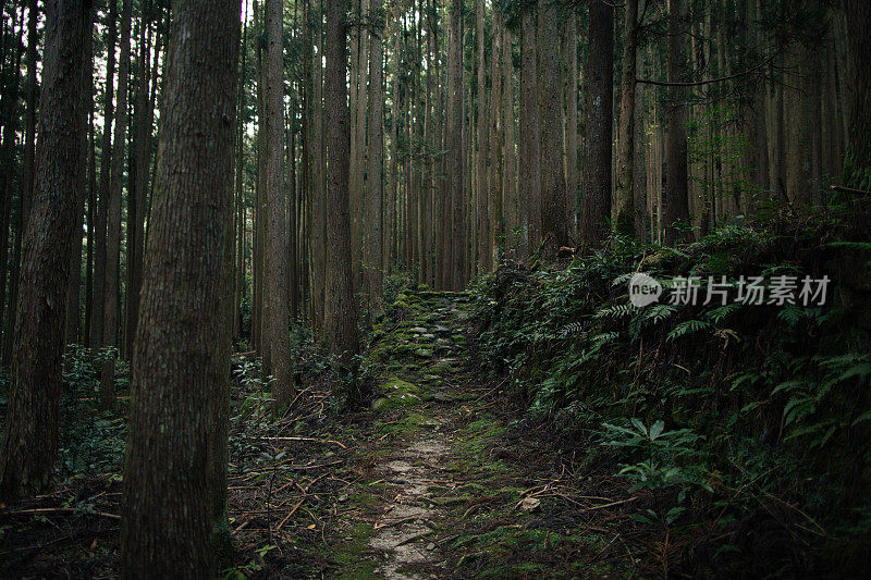 熊野古道和黎明