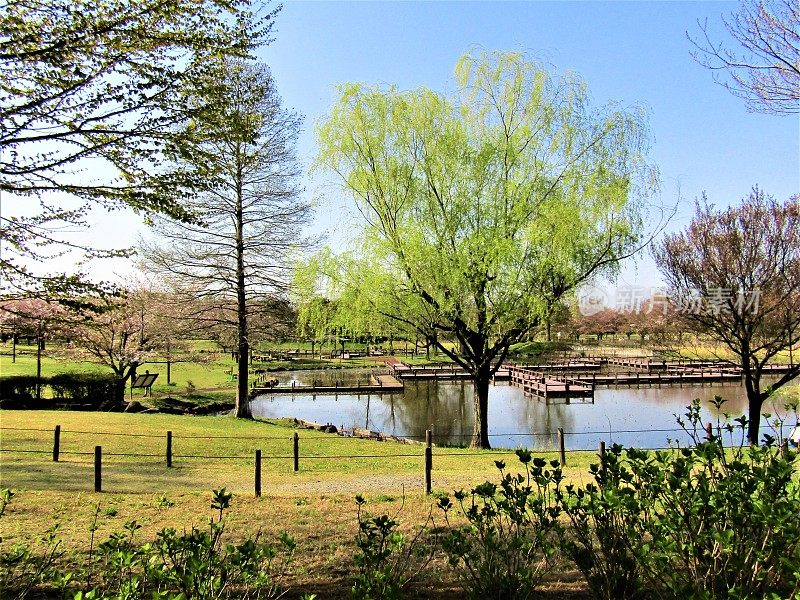 日本。四月里晴朗的一天。公园里的池塘。景观。